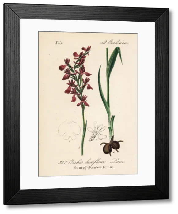 Framed Print : Loose-flowered orchid, Anacamptis laxiflora Framed Print : Loose-flowered orchid, Anacamptis laxiflora