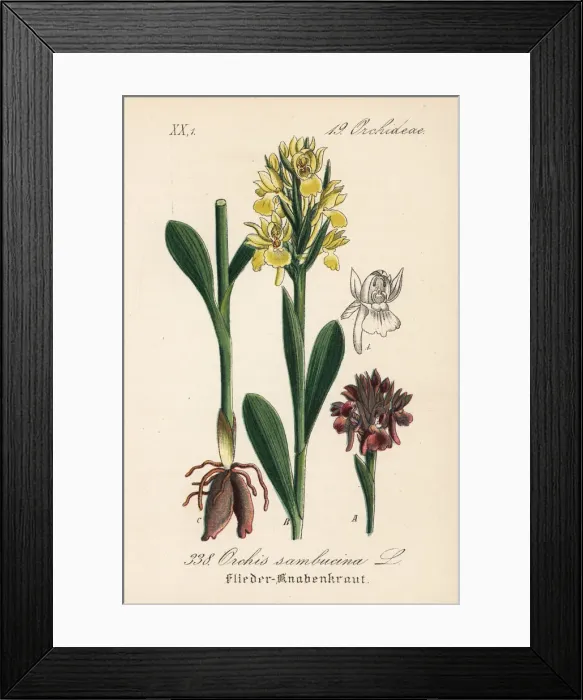 Framed Print : Elder-flowered orchid, Dactylorhiza sambucina Framed Print : Elder-flowered orchid, Dactylorhiza sambucina