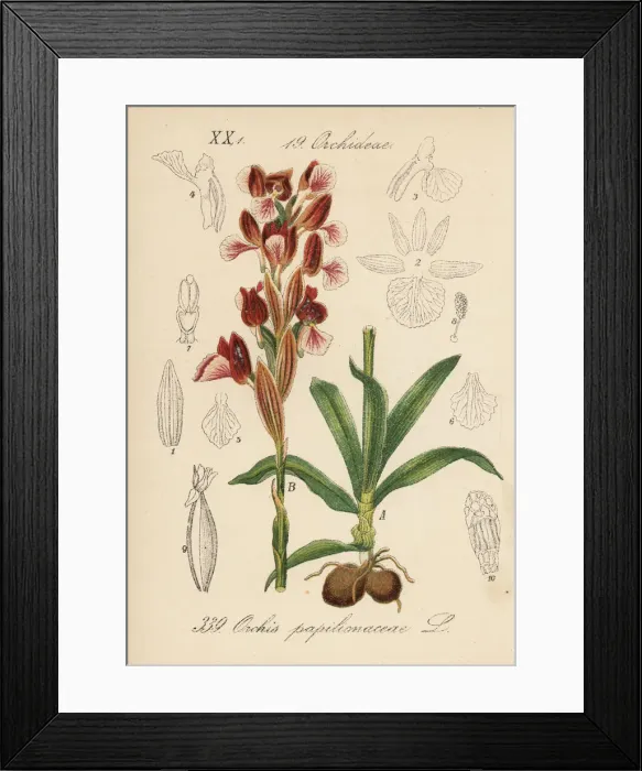 Framed Print : Butterfly orchid, Anacamptis papilionacea Framed Print : Butterfly orchid, Anacamptis papilionacea