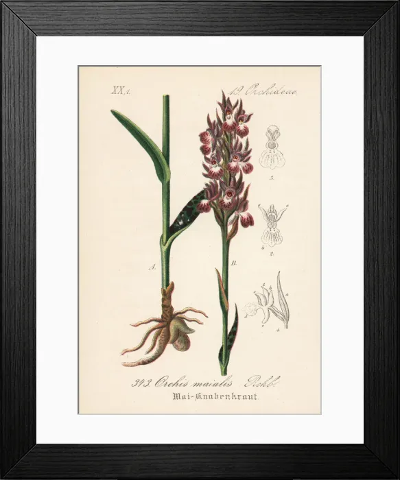 Framed Print : Western marsh orchid, Dactylorhiza majalis Framed Print : Western marsh orchid, Dactylorhiza majalis