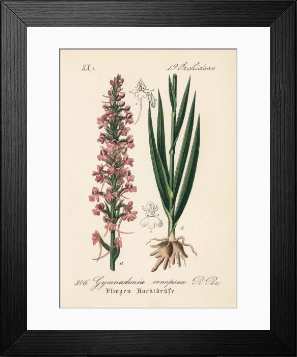 Framed Print : Fragrant orchid, Gymnadenia conopsea Framed Print : Fragrant orchid, Gymnadenia conopsea