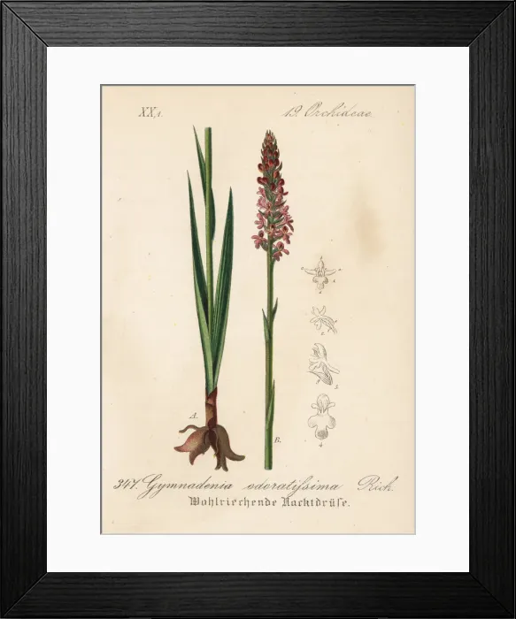 Framed Print : Short-spurred fragrant orchid, Gymnadenia odoratissima Framed Print : Short-spurred fragrant orchid, Gymnadenia odoratissima