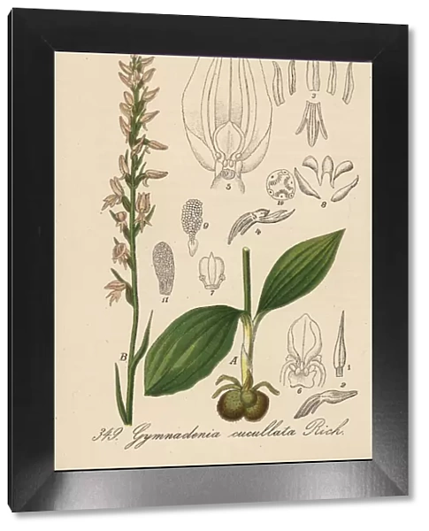 Nectariferous orchid, Neottianthe cucullata