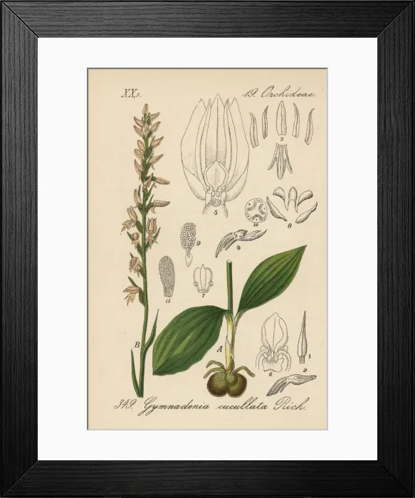 Framed Print : Nectariferous orchid, Neottianthe cucullata Framed Print : Nectariferous orchid, Neottianthe cucullata