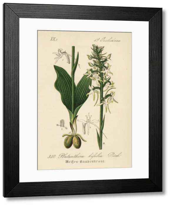 Framed Print : Lesser butterfly-orchid, Platanthera bifolia Framed Print : Lesser butterfly-orchid, Platanthera bifolia
