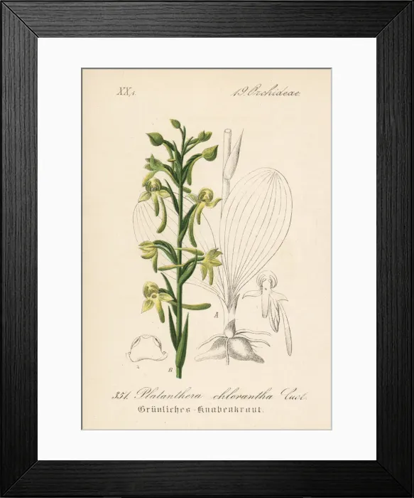 Framed Print : Greater butterfly-orchid, Platanthera chlorantha Framed Print : Greater butterfly-orchid, Platanthera chlorantha