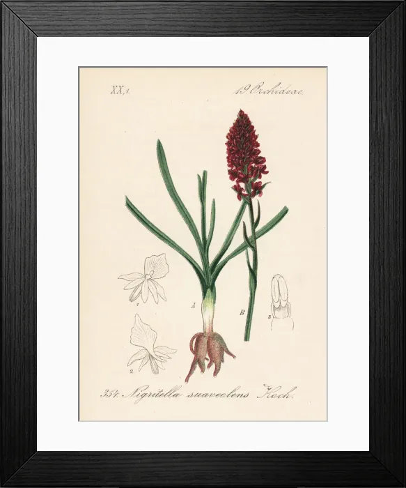 Framed Print : Black vanilla orchid, Gymnadenia nigra Framed Print : Black vanilla orchid, Gymnadenia nigra