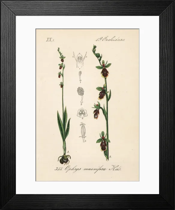 Framed Print : Fly orchid, Ophrys insectifera Framed Print : Fly orchid, Ophrys insectifera