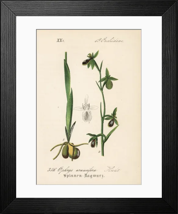 Framed Print : Early spider-orchid, Ophrys sphegodes Framed Print : Early spider-orchid, Ophrys sphegodes
