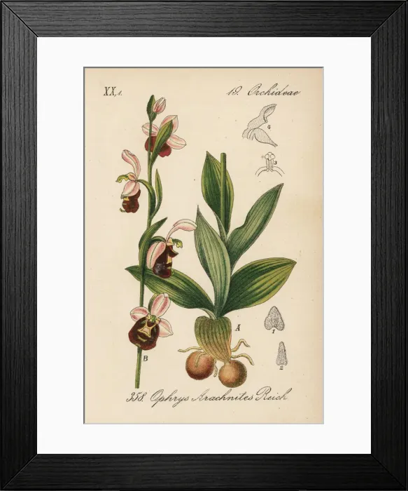 Framed Print : Late spider orchid, Ophrys fuciflora Framed Print : Late spider orchid, Ophrys fuciflora