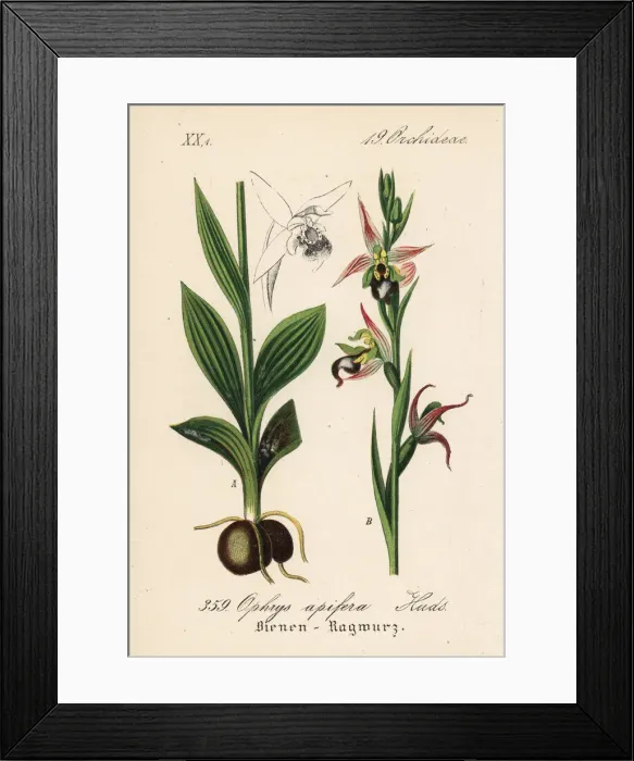 Framed Print : Bee orchid, Ophrys apifera Framed Print : Bee orchid, Ophrys apifera