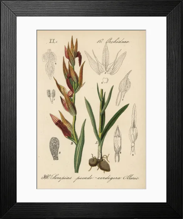 Framed Print : Long-lipped serapias orchid, Serapias vomeracea Framed Print : Long-lipped serapias orchid, Serapias vomeracea