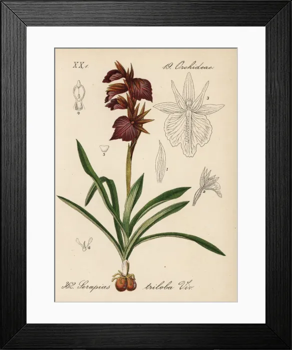 Framed Print : x Serapicamptis triloba orchid Framed Print : x Serapicamptis triloba orchid