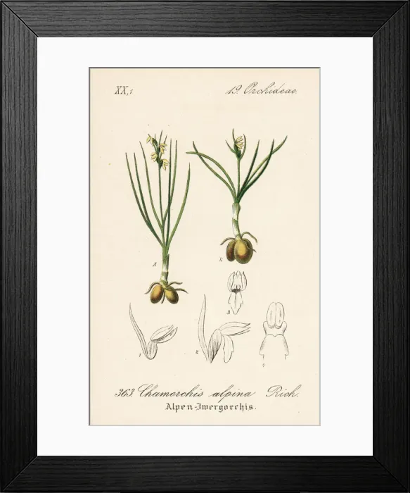 Framed Print : False musk orchid, Chamorchis alpina Framed Print : False musk orchid, Chamorchis alpina