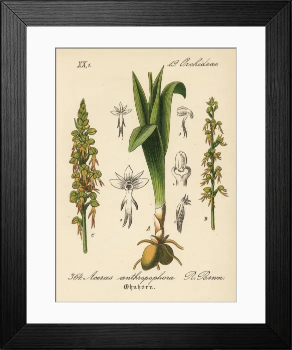 Framed Print : Man orchid, Orchis anthropophora Framed Print : Man orchid, Orchis anthropophora