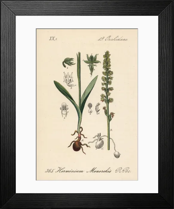 Framed Print : Musk orchid, Herminium monorchis Framed Print : Musk orchid, Herminium monorchis