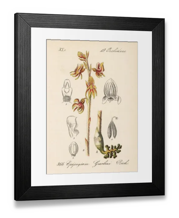 Framed Print : Ghost orchid, Epipogium aphyllum Framed Print : Ghost orchid, Epipogium aphyllum