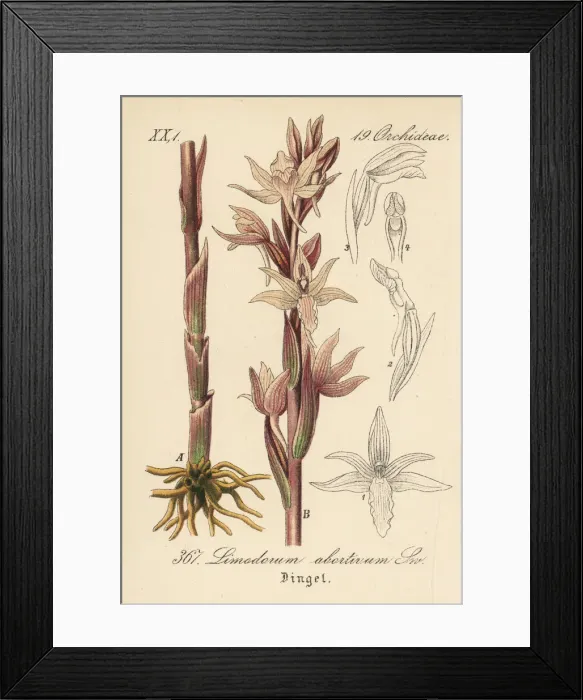 Framed Print : Violet limodore orchid, Limodorum abortivum Framed Print : Violet limodore orchid, Limodorum abortivum
