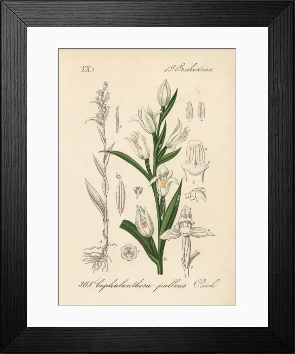 Framed Print : Sword-leaved helleborine, Cephalanthera longifolia Framed Print : Sword-leaved helleborine, Cephalanthera longifolia