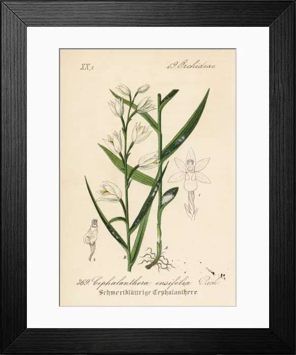 Framed Print : Sword-leaved helleborine, Cephalanthera longifolia Framed Print : Sword-leaved helleborine, Cephalanthera longifolia