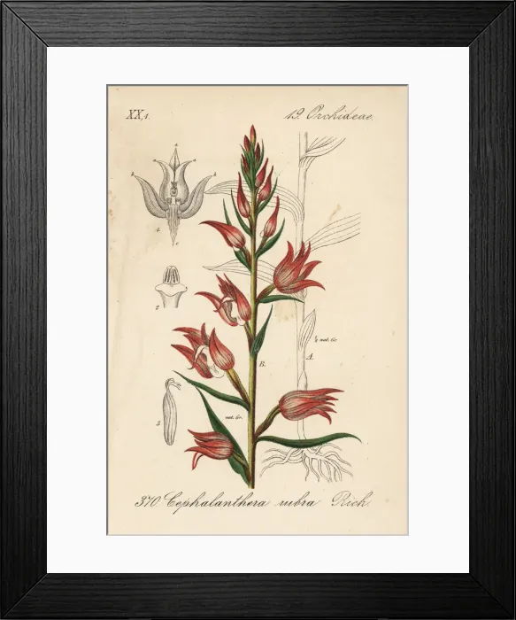 Framed Print : Red helleborine, Cephalanthera rubra Framed Print : Red helleborine, Cephalanthera rubra