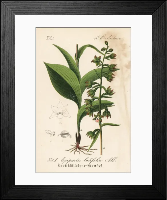 Framed Print : Broad-leaved helleborine, Epipactis helleborine Framed Print : Broad-leaved helleborine, Epipactis helleborine