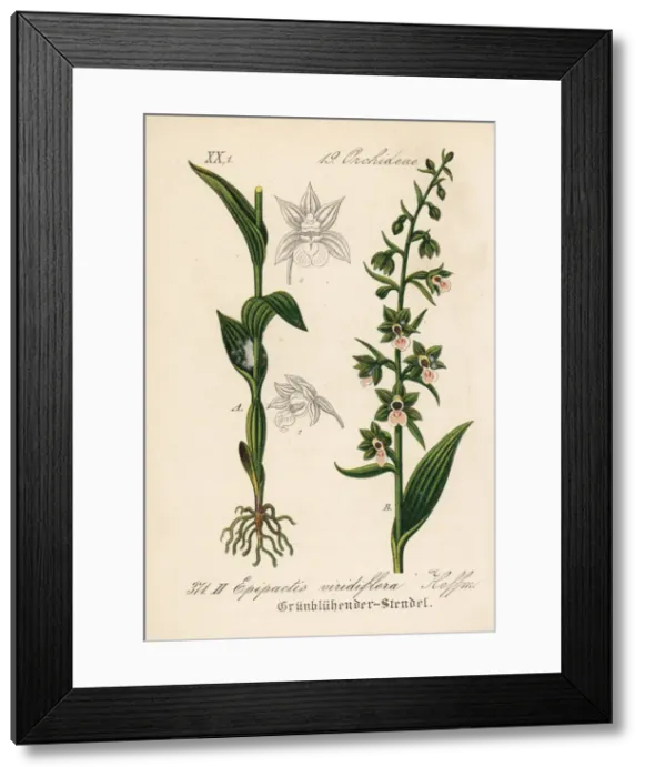 Framed Print : Violet helleborine, Epipactis purpurata Framed Print : Violet helleborine, Epipactis purpurata