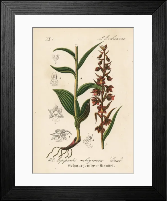 Framed Print : Dark-red helleborine, Epipactis atrorubens Framed Print : Dark-red helleborine, Epipactis atrorubens