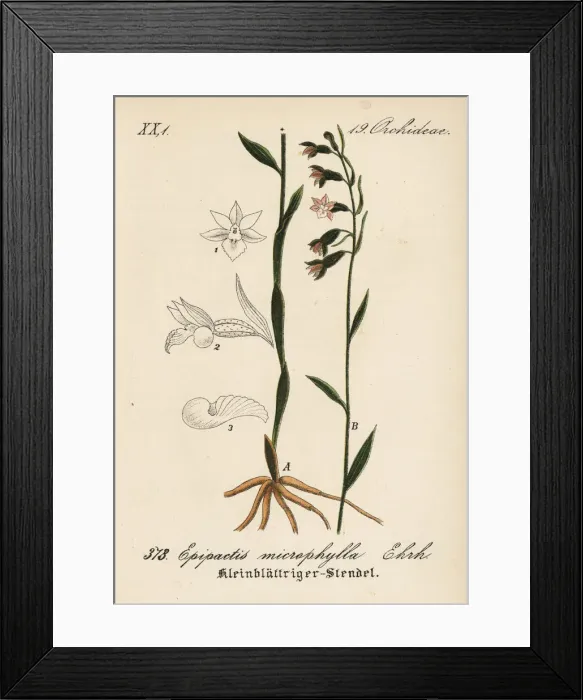 Framed Print : Small-leaved helleborine, Epipactis microphylla Framed Print : Small-leaved helleborine, Epipactis microphylla