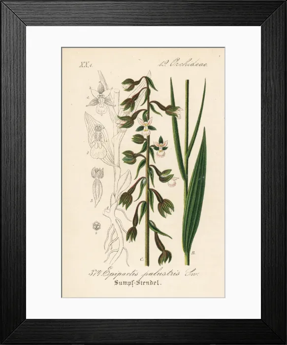 Framed Print : Marsh helleborine, Epipactis palustris Framed Print : Marsh helleborine, Epipactis palustris
