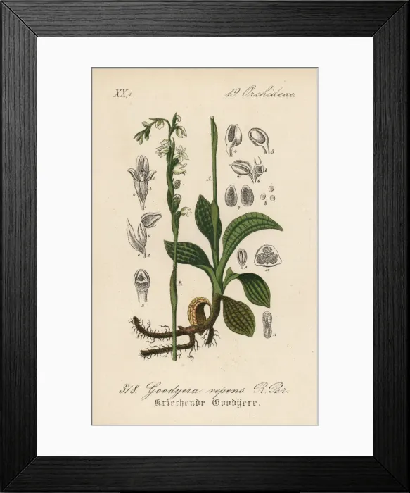 Framed Print : Creeping lady s-tresses, Goodyera repens Framed Print : Creeping lady s-tresses, Goodyera repens