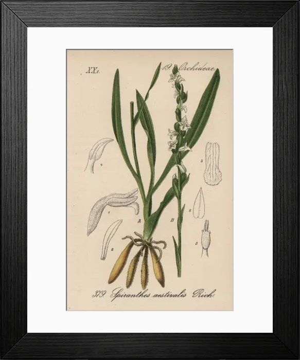 Framed Print : Summer lady s-tresses, Spiranthes aestivalis Framed Print : Summer lady s-tresses, Spiranthes aestivalis