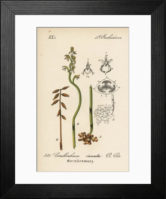 Framed Print : Early coralroot, Corallorhiza trifida Framed Print : Early coralroot, Corallorhiza trifida