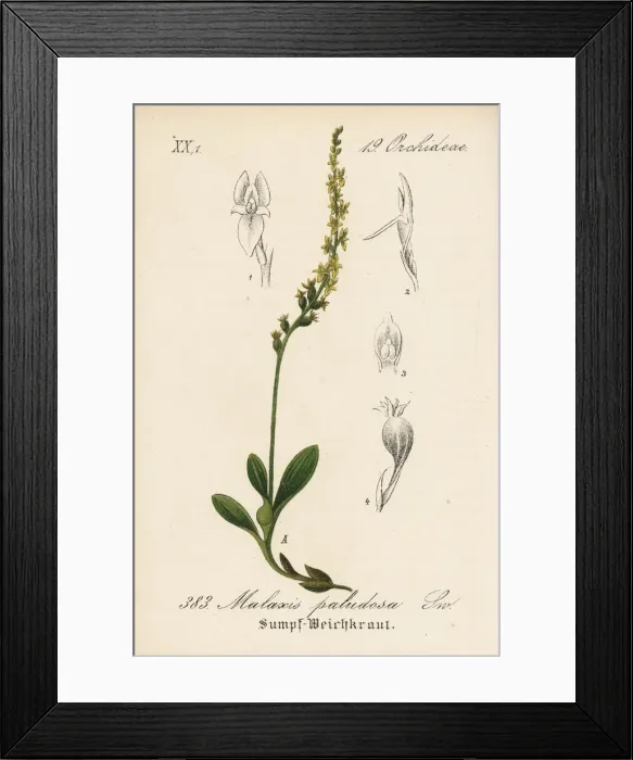 Framed Print : Bog orchid, Hammarbya paludosa Framed Print : Bog orchid, Hammarbya paludosa