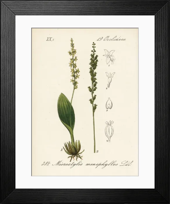 Framed Print : White adders mouth orchid, Malaxis monophyllos