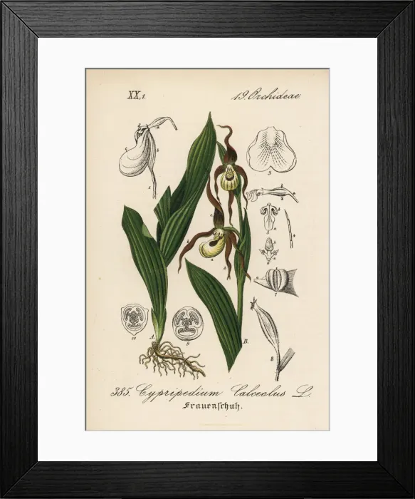 Framed Print : Ladys slipper orchid, Cypripedium calceolus Framed Print : Ladys slipper orchid, Cypripedium calceolus