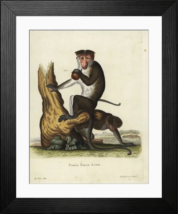 Framed Print : Toque macaque, Macaca sinica. Endangered Framed Print : Toque macaque, Macaca sinica. Endangered