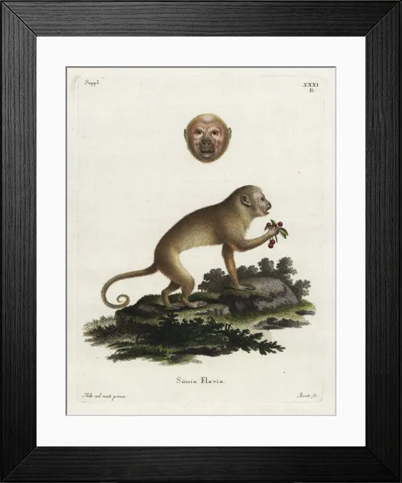 Framed Print : Blond capuchin, Sapajus flavius. Critically endangered Framed Print : Blond capuchin, Sapajus flavius. Critically endangered
