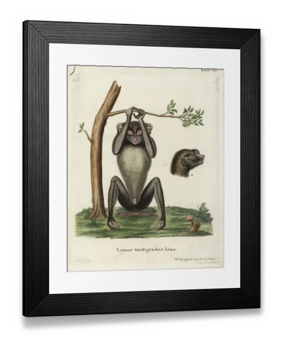Framed Print : Red slender loris, Loris tardigradus. Endangered Framed Print : Red slender loris, Loris tardigradus. Endangered