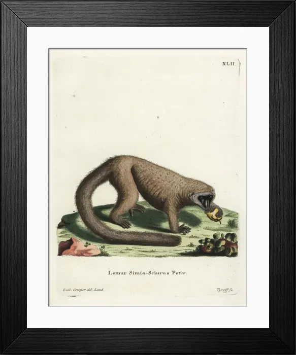 Framed Print : Mongoose lemur, Eulemur mongoz. Critically endangered Framed Print : Mongoose lemur, Eulemur mongoz. Critically endangered