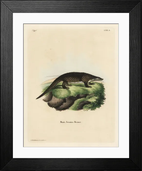 Framed Print : Sunda pangolin, Manis javanica. Critically endangered Framed Print : Sunda pangolin, Manis javanica. Critically endangered