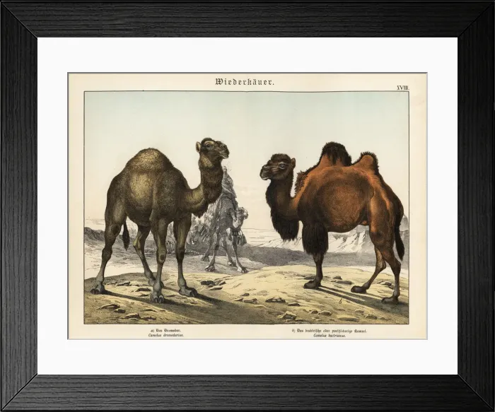 Framed Print : Arabian camel and critically endangered Bactrian camel Framed Print : Arabian camel and critically endangered Bactrian camel