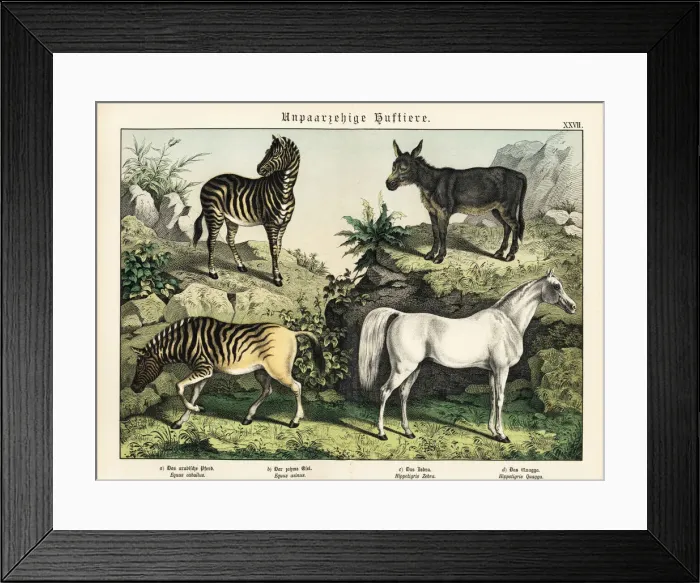 Framed Print : Zebra, quagga, donkey and Arabian horse Framed Print : Zebra, quagga, donkey and Arabian horse