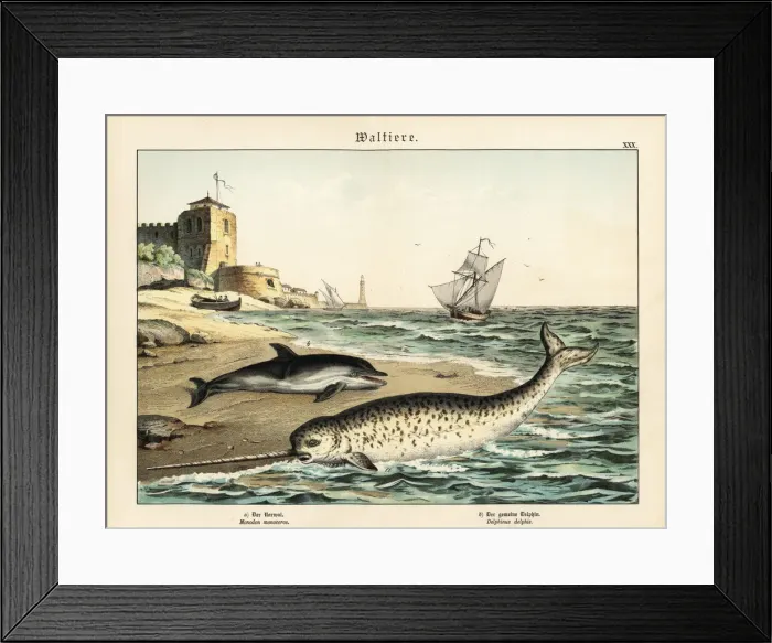 Framed Print : Narwhal and dolphin Framed Print : Narwhal and dolphin