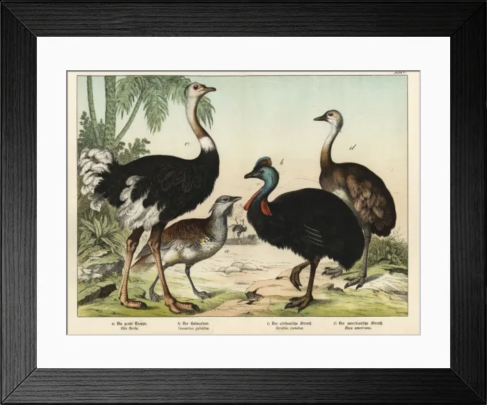 Framed Print : Ostrich, bustard, cassowary and rhea Framed Print : Ostrich, bustard, cassowary and rhea