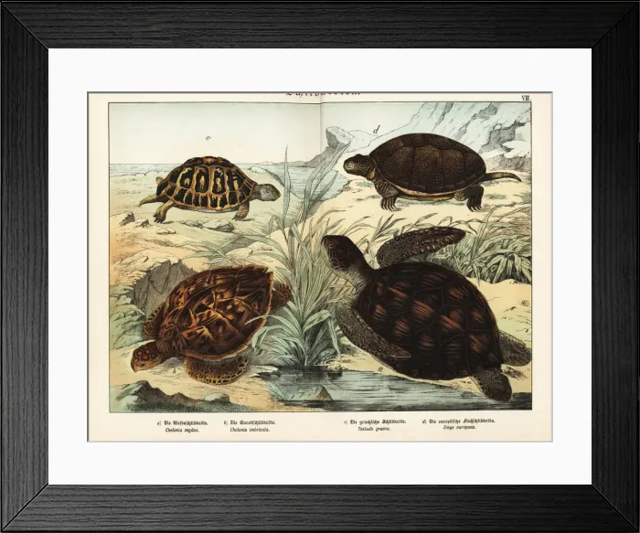 Framed Print : Tortoise and turtles Framed Print : Tortoise and turtles