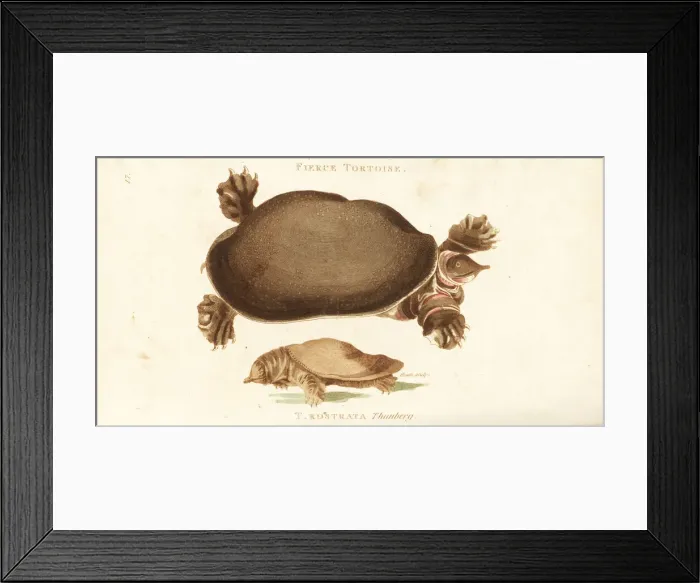 Framed Print : Florida softshell turtle and Chinese softshell turtle Framed Print : Florida softshell turtle and Chinese softshell turtle
