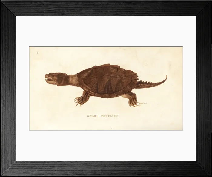 Framed Print : Common snapping turtle, Chelydra serpentina Framed Print : Common snapping turtle, Chelydra serpentina