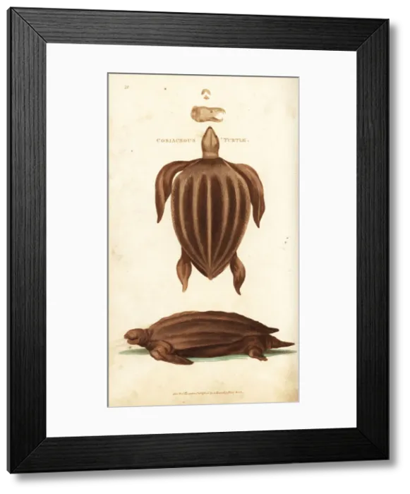 Framed Print : Leatherback sea turtle, Dermochelys coriacea Framed Print : Leatherback sea turtle, Dermochelys coriacea