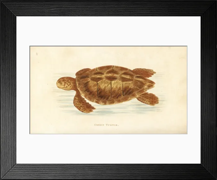 Framed Print : Green turtle, Chelonia mydas. Endangered Framed Print : Green turtle, Chelonia mydas. Endangered